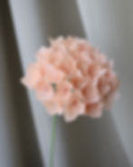 Miniature : HORTENSIA