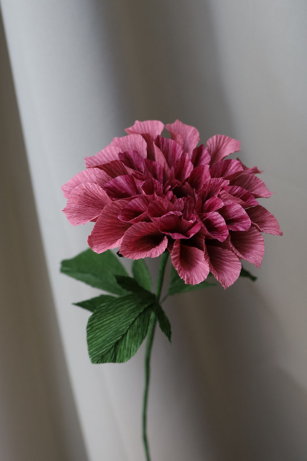 Miniature : DAHLIA