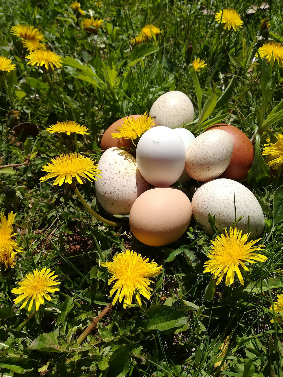 Thumbnail: Farm Fresh Eggs
