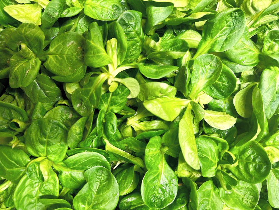 Feldsalat ist als Nahaufnahme sichtbar.