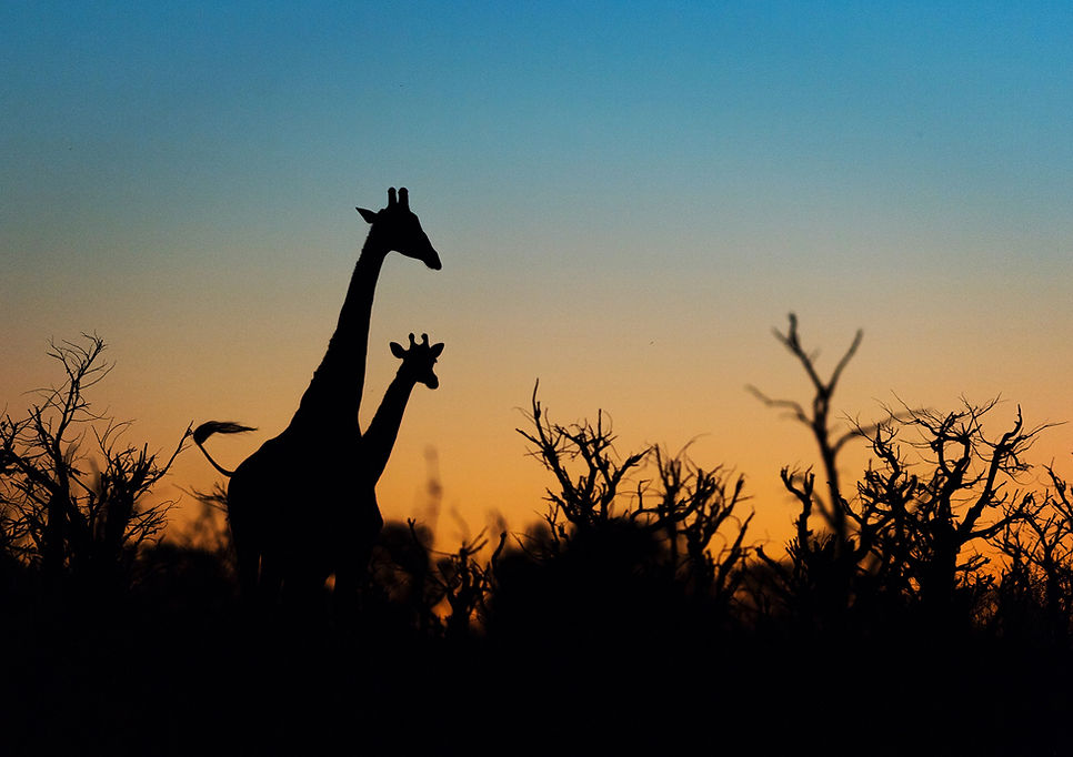 žirafy-afrika-safari-small.JPG