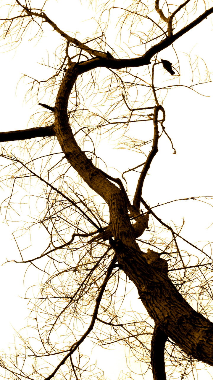 wooden dendrites 2 featuring Crow