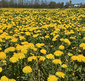 yellow field.jpg