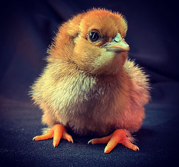 photograph of a chicken