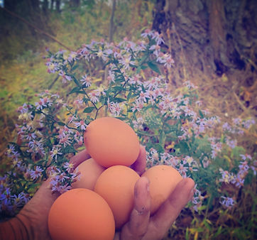 photograph of a chicken