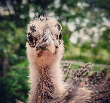 photograph of a chicken