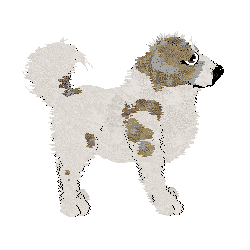 SGCH Cirrutopia's Shady Grove