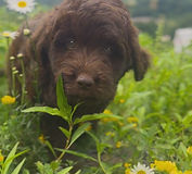Goberdoodle
