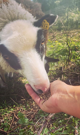 duckie-the-yuglet-shetland-sheep (2).jpg