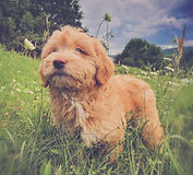 Goberdoodle