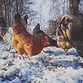 A laying hen is a marvel of nature. She transforms food, water, and sunlight into nutrient-rich eggs with incredible efficiency. But to maintain this daily feat of biology, hens need a precise balance of nutrients. Feeding your layers correctly not only keeps them productive but also promotes strong shells, bright yolks, and long-term health.