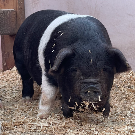 Kunekune Semen - ANNOUNCEMENT 8/11/25