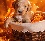 Goberdoodle