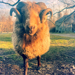 briar-the-nassa-shetland-ram-for-sale-in-new-jersey-03.jpg