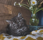 newborn siberian kitten on a fleece blanket
