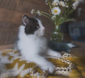 adorable black and white siberian kitten on a fleece blanket