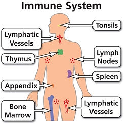 Immune system