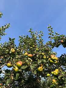 IMG_8152.jpeg