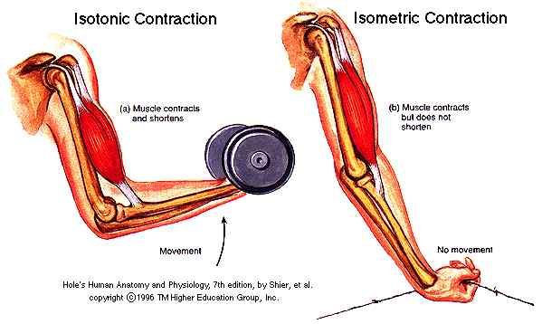 Contraction of muscles