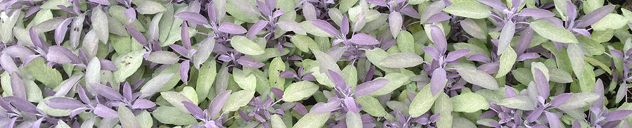 Homeopathic remedies, Georgina Drewe, homeopath, north london, georginadrewe.com