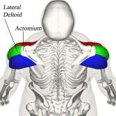 Deltoid & Acromium