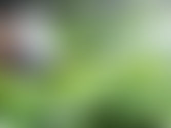 Внимание! Обработка от борщевика Сосновского