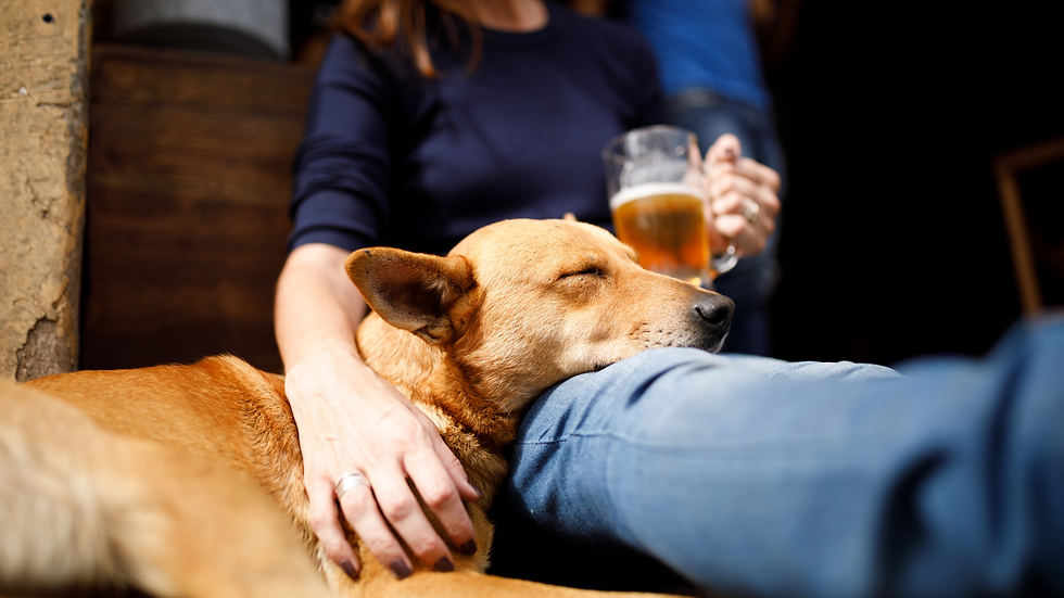 Visit a Dog-Friendly Brewery