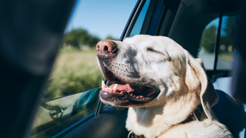 Winter Holiday Traveling With Pets