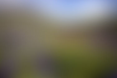 Spring in Tucson: Plants & Weeds That Can Be Dangerous for Dogs