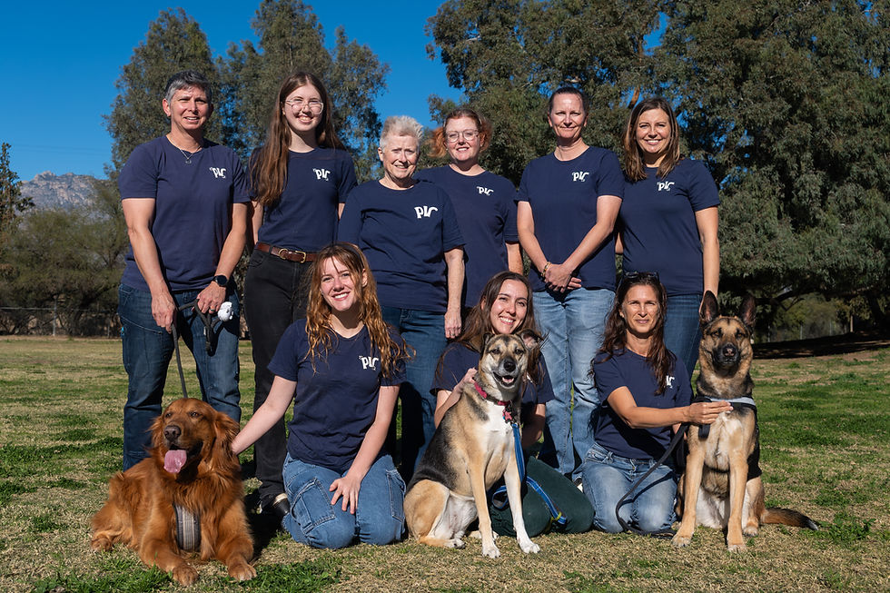 What to Look for in a Professional Dog Walker & Pet Sitter