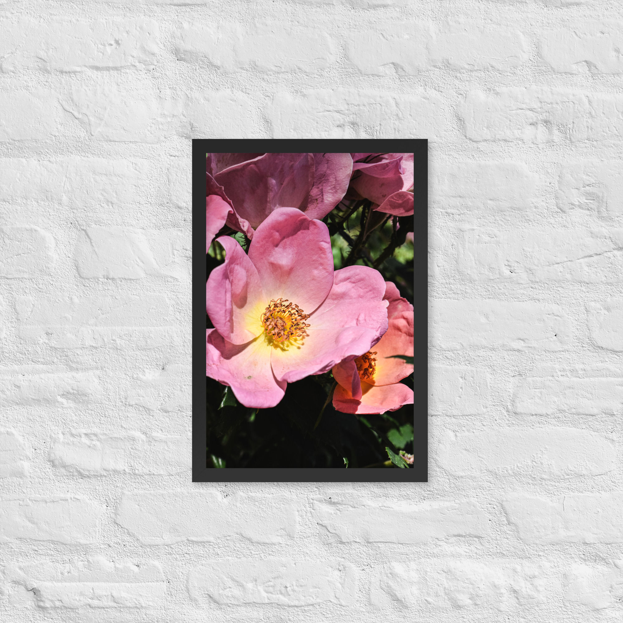Pink Petal - Framed Photo