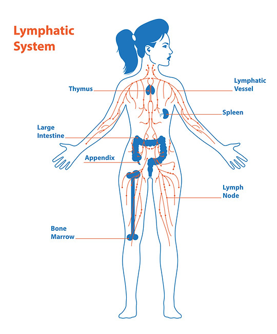 lymphatyc_system.jpg
