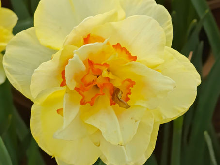 Reducing nasal Allergy-explore natural remedies