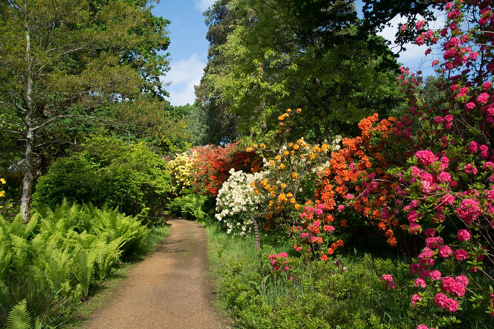 Rhododendron Camellia and Magnolia Show