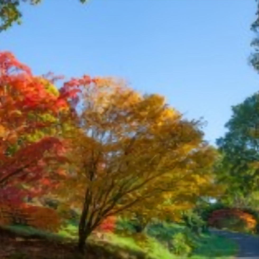 Gardeners' Breakfast - Sir Harold Hillier Gardens