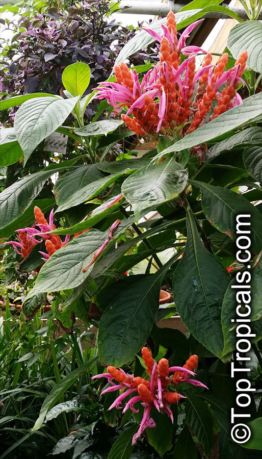 Miniatura: Aphelandra sinclairiana 'Panama Queen'
