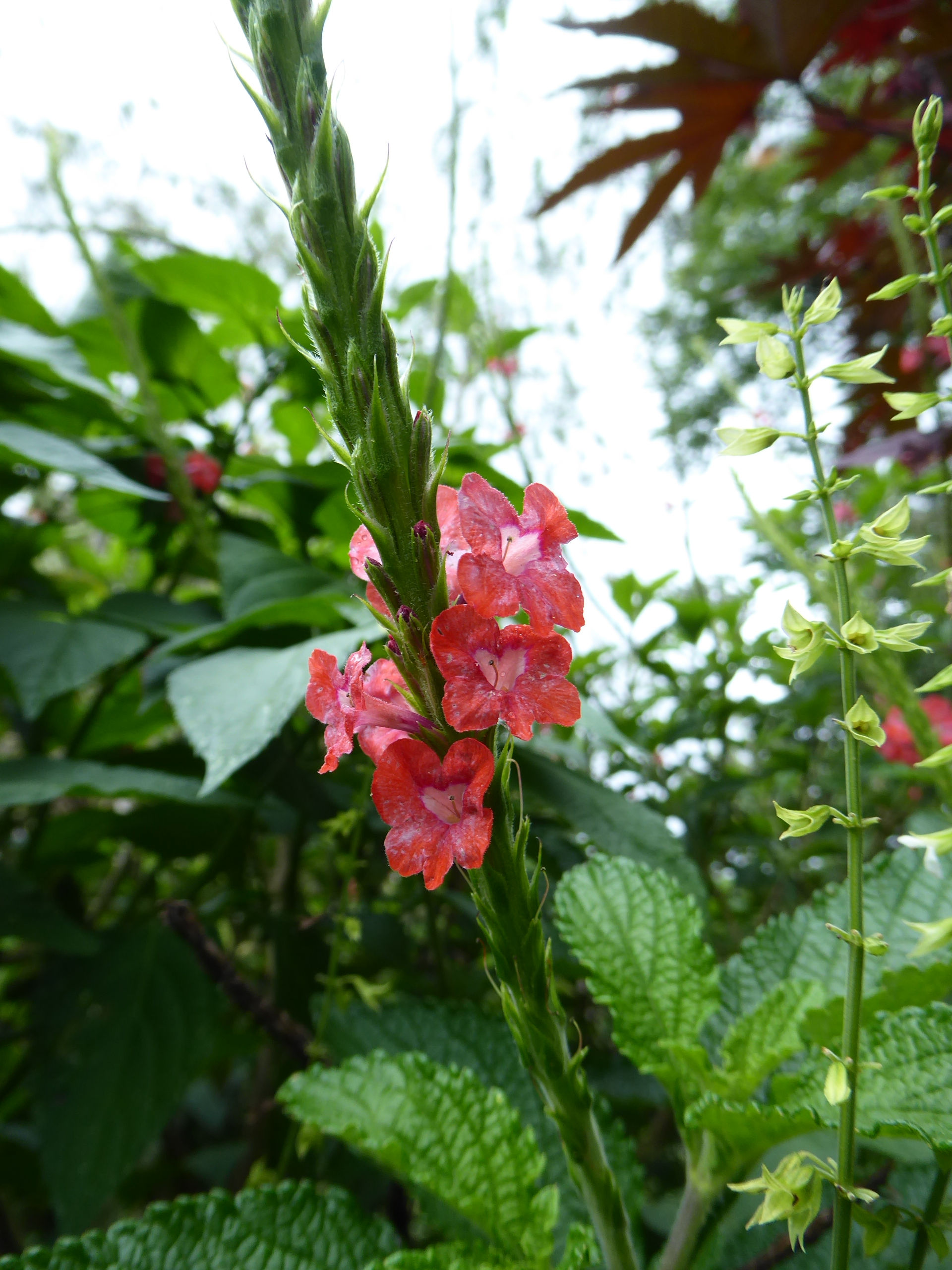 Stachytarpheta mutabilis