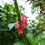 Thumbnail: Stachytarpheta mutabilis