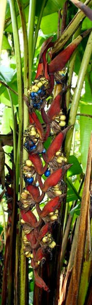 Miniatura: H. huilensis
