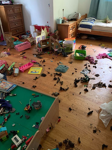 Animal Waste Steri-Clean Owned Image.jpg