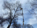 arborist in bucket trimming a large tree