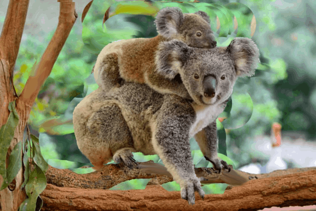 koala-animal-family_ver_1.gif