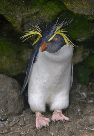 rock penguin.gif