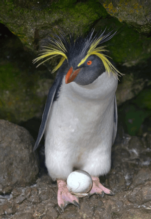 rock penguin(4)with egg.gif