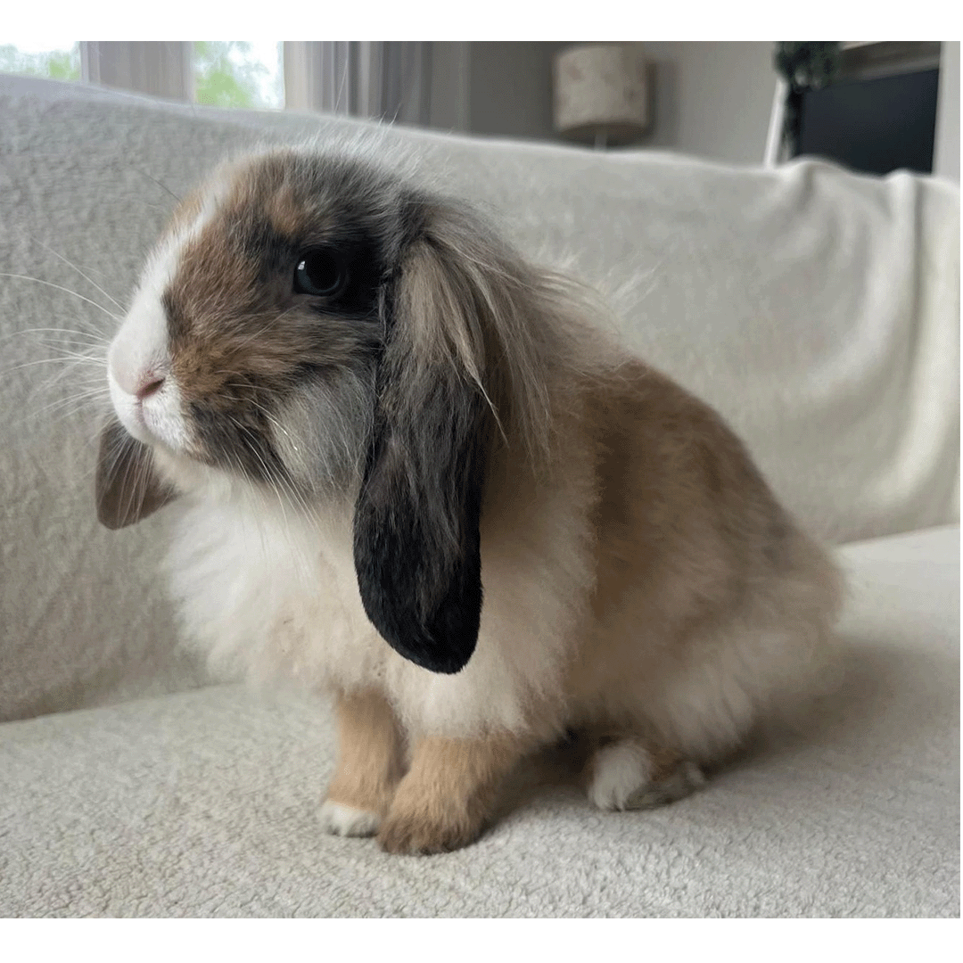 rabbit.3psd.gif