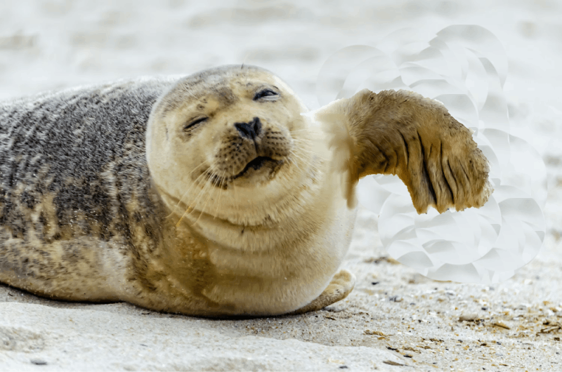 seal3.gif