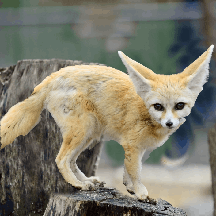 fennec-fox-vulpes-zerda-royalty-free-image-1600996728-2.gif