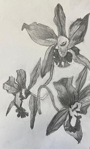 orchids.jpg