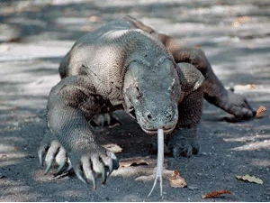 Komodo-dragon4.gif