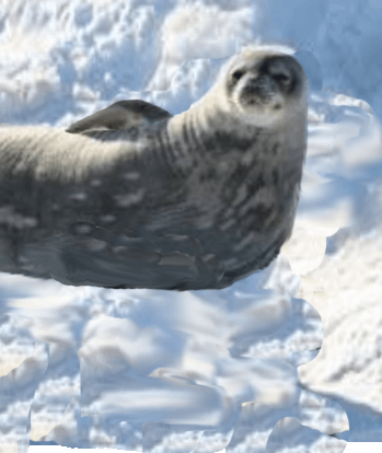 seal on snow.gif